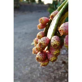 Succulent Plant
